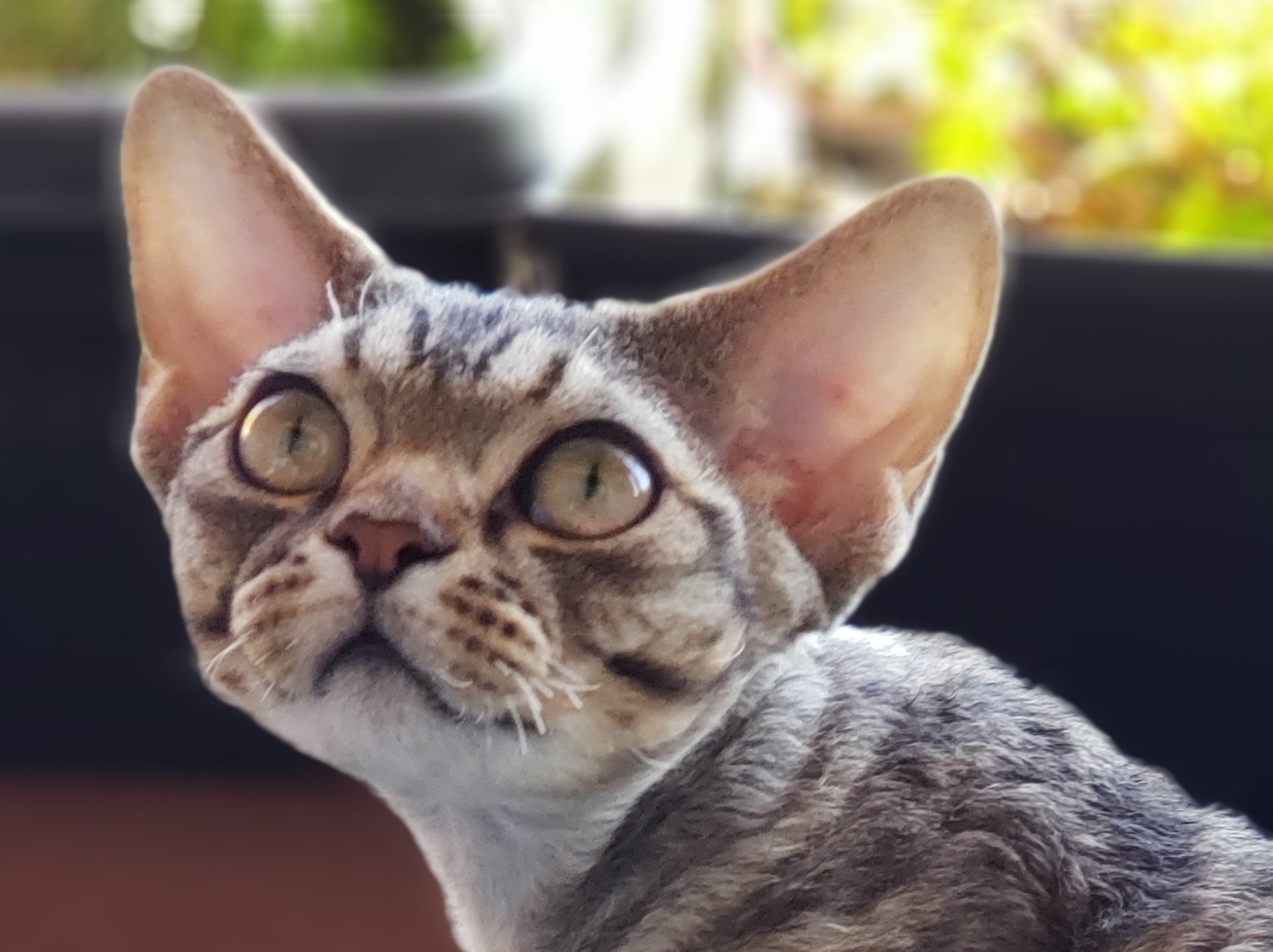  Sand Silk Winnie the Pooh,Devon Rex Cat. Male. Brown classic tabby